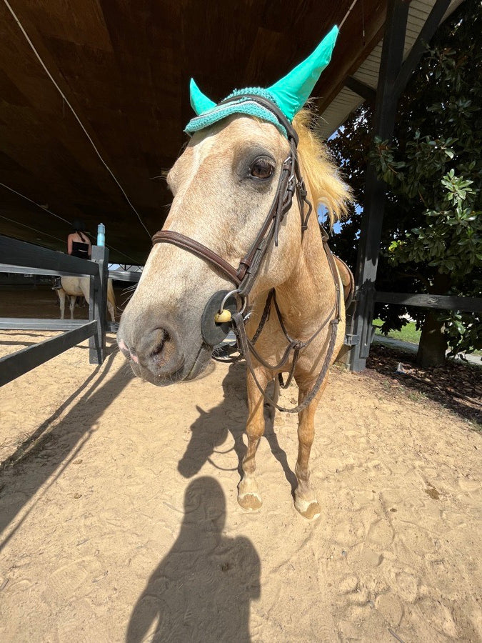 Pony size ear bonnet