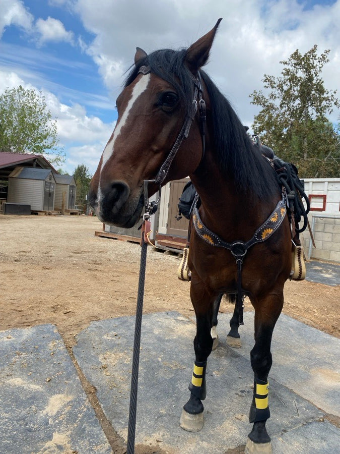 Lemieux Brushing Boots - Yellow