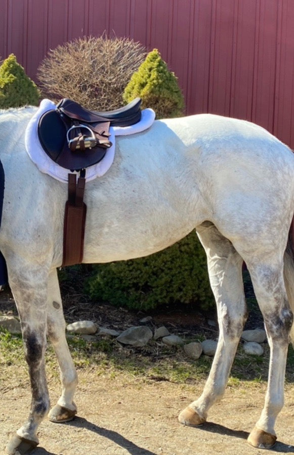 Dover Citcuit saddle