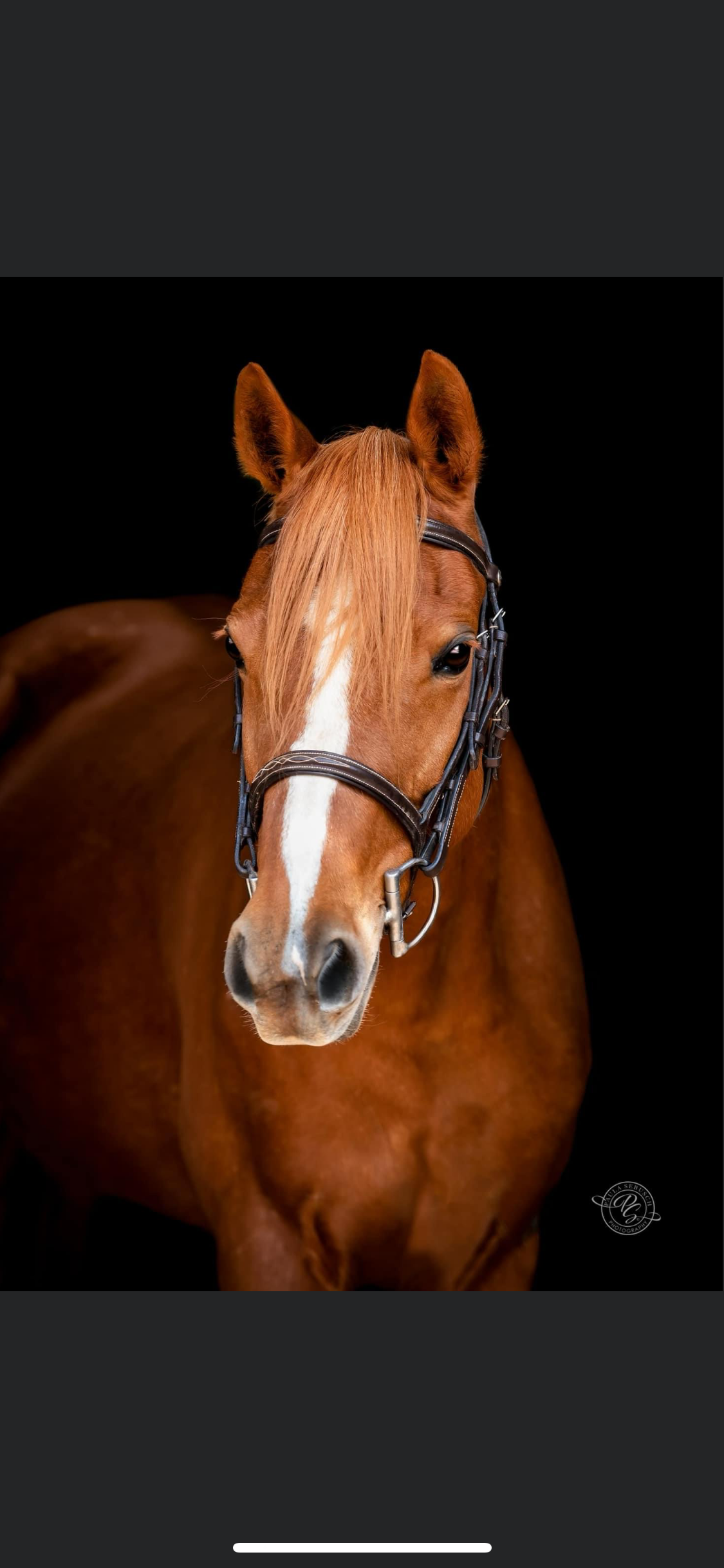 Anastasia-Welsh Pony Jumper