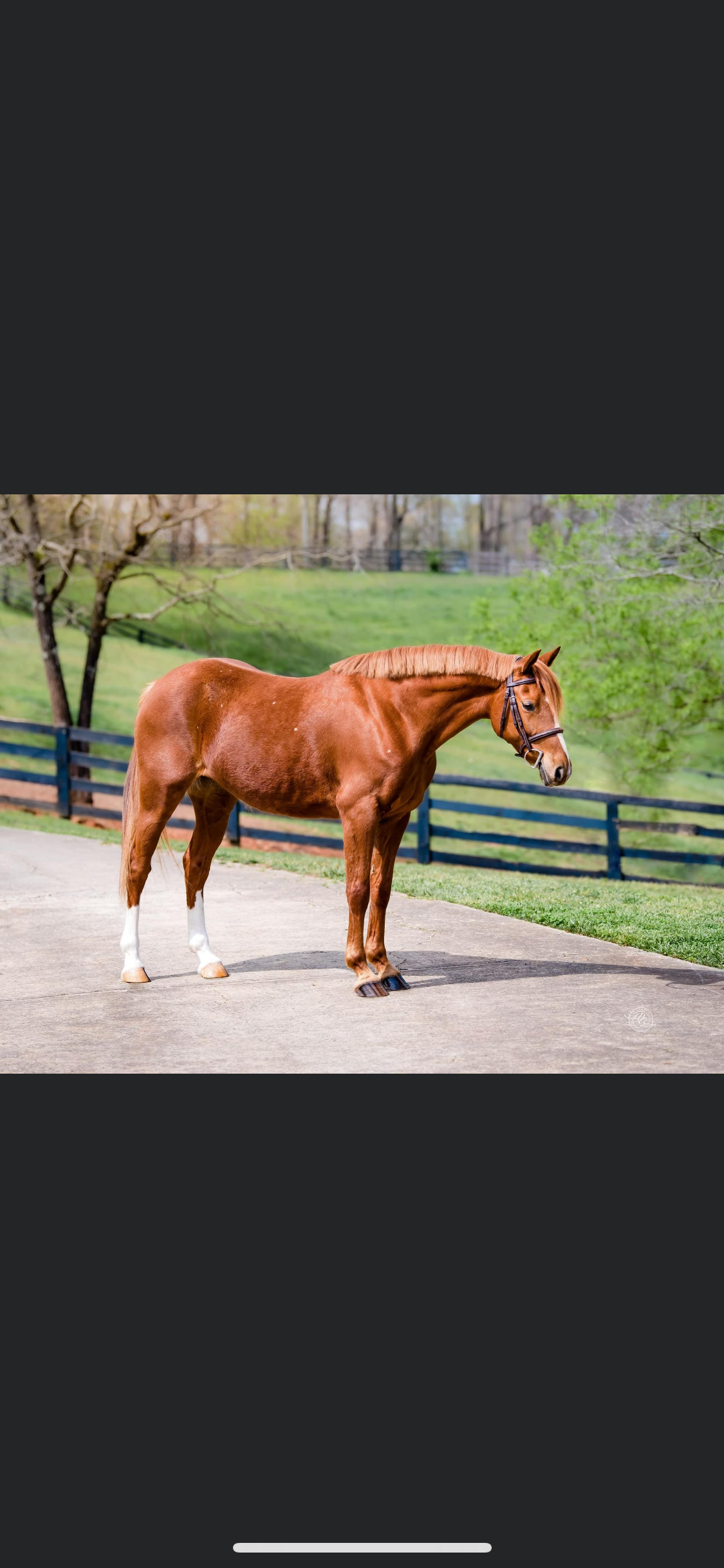 Anastasia-Welsh Pony Jumper