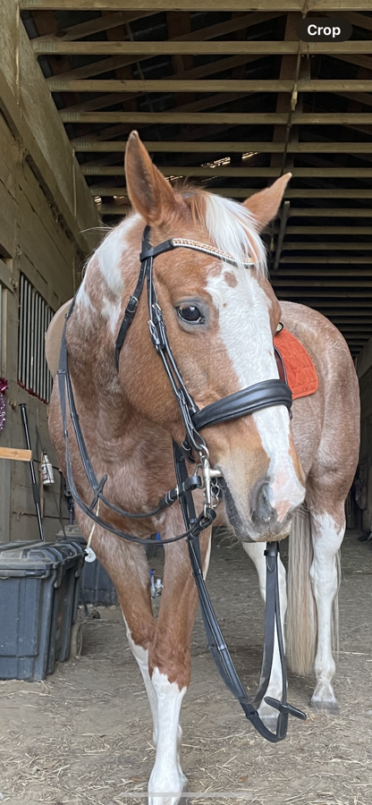 Other 'MADELINE' ROLLEDLEATHER BRIDLE (CAVESSON)