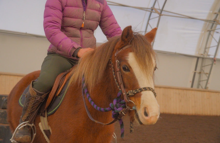 Small Welsh Mare