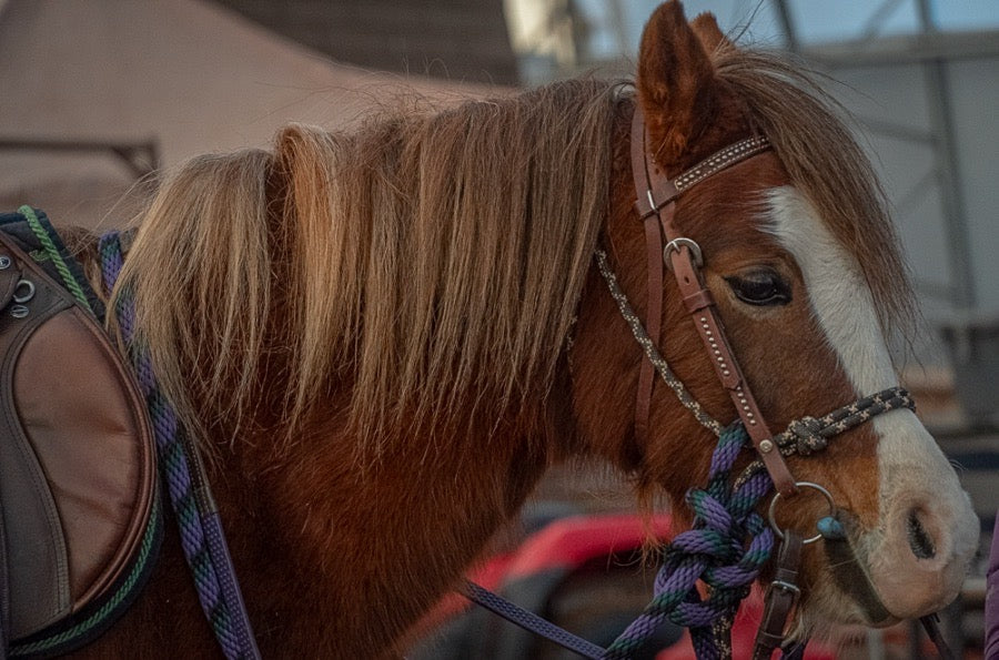 Small Welsh Mare