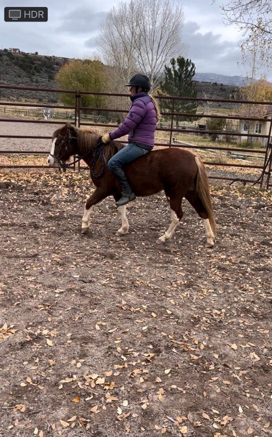 Small Welsh Mare