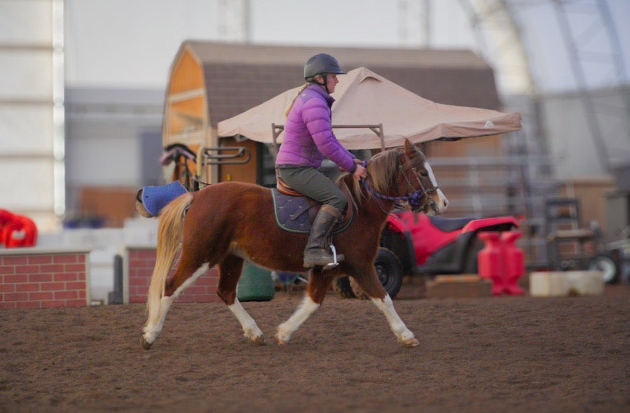Small Welsh Mare