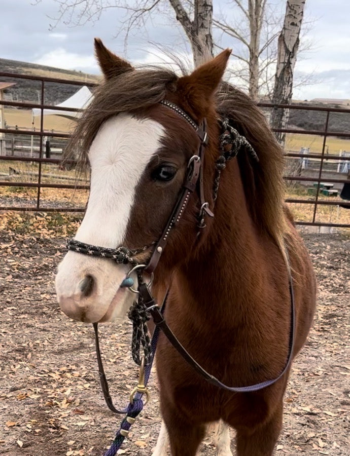 Small Welsh Mare