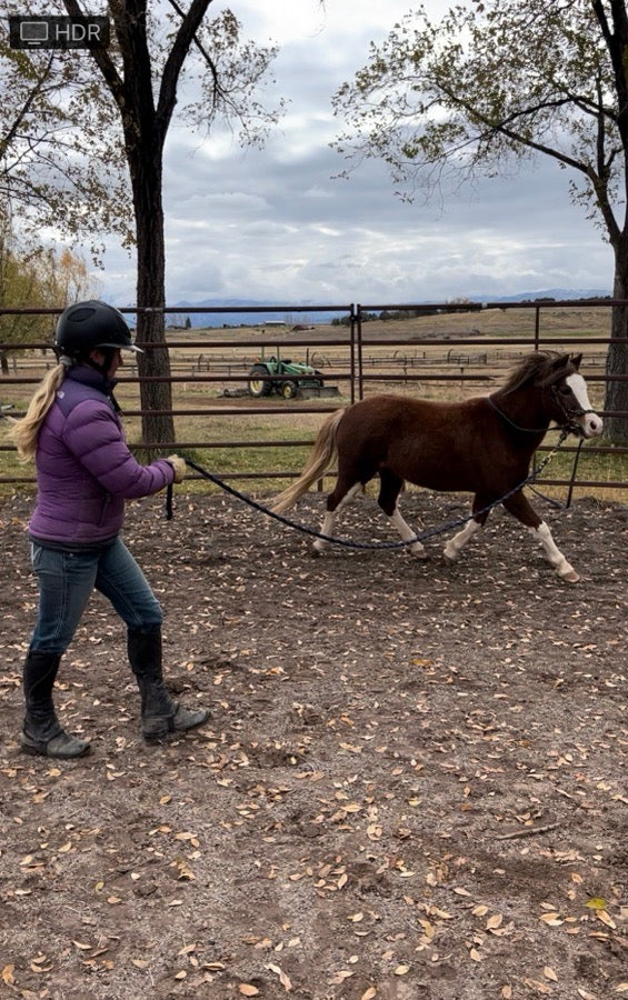 Small Welsh Mare