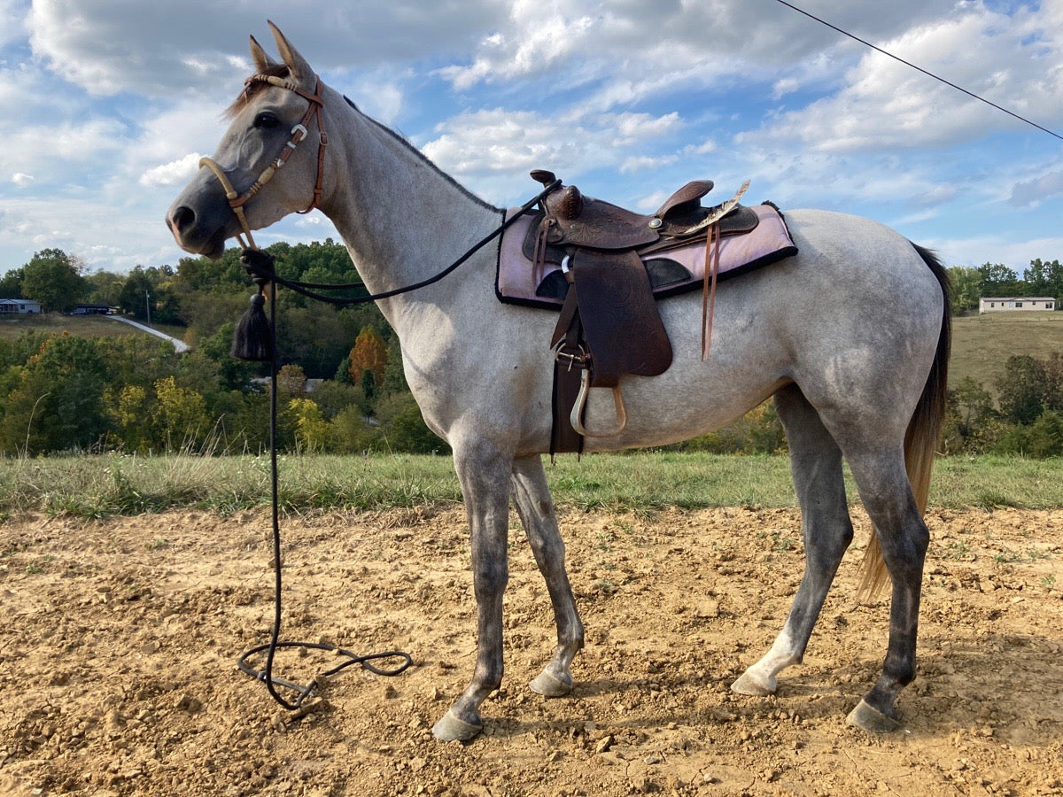 Young Purebred Arabian