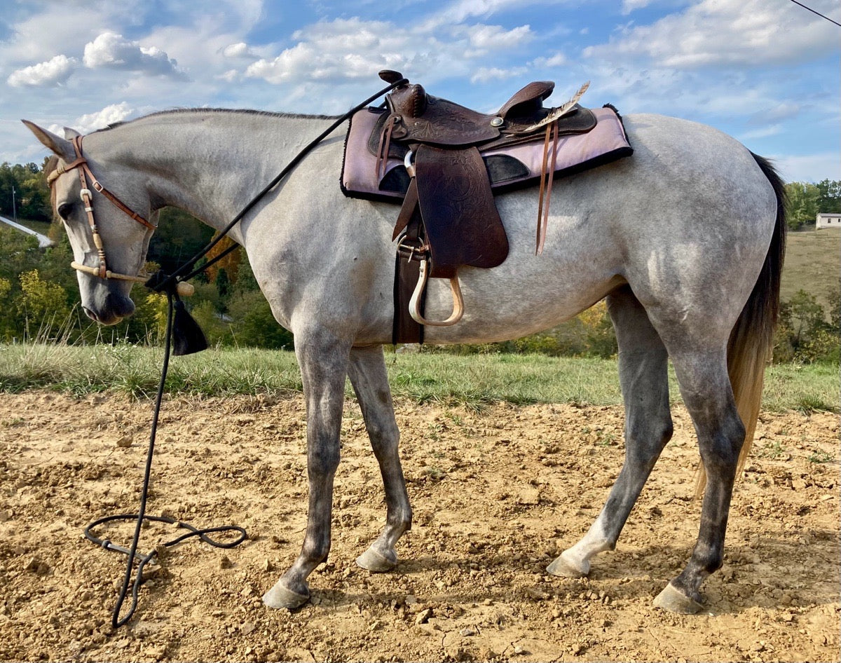 Young Purebred Arabian