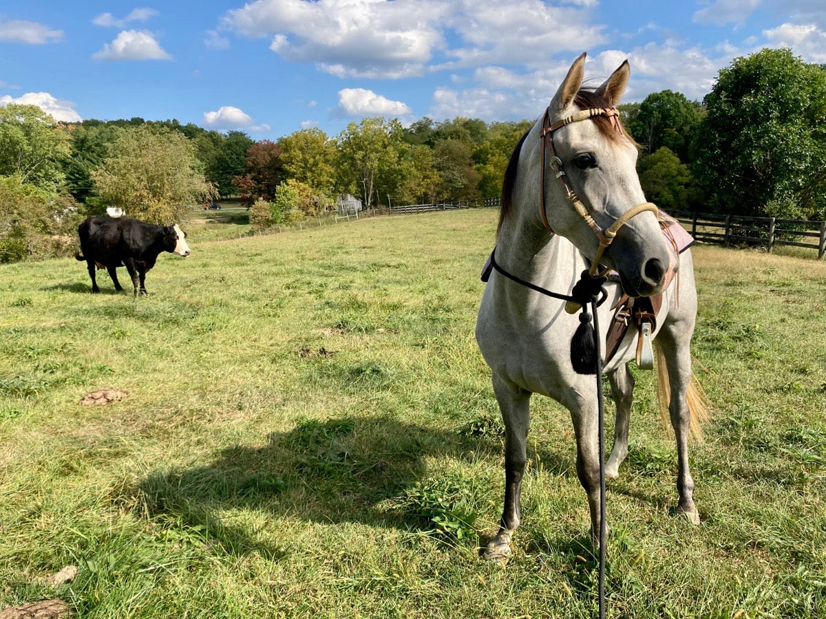 Young Purebred Arabian