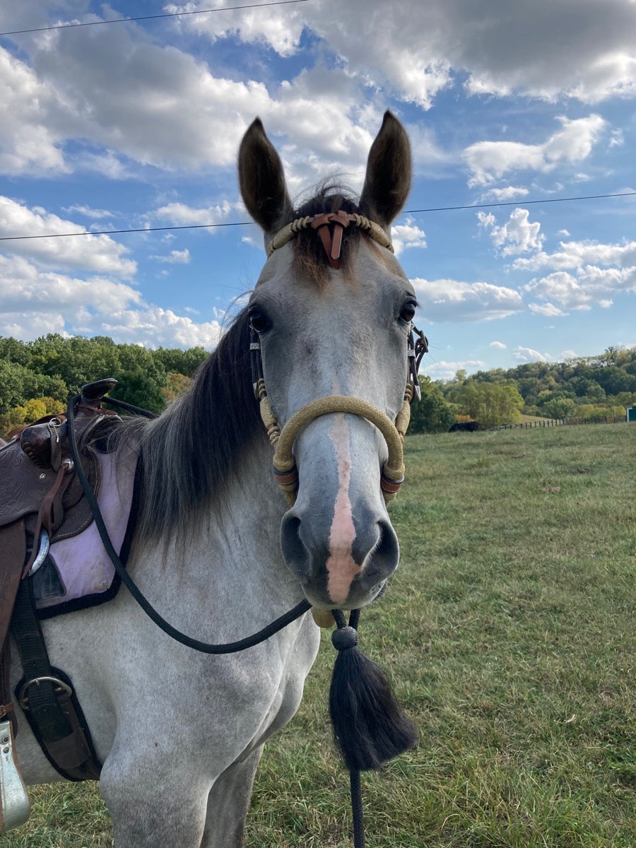 Young Purebred Arabian