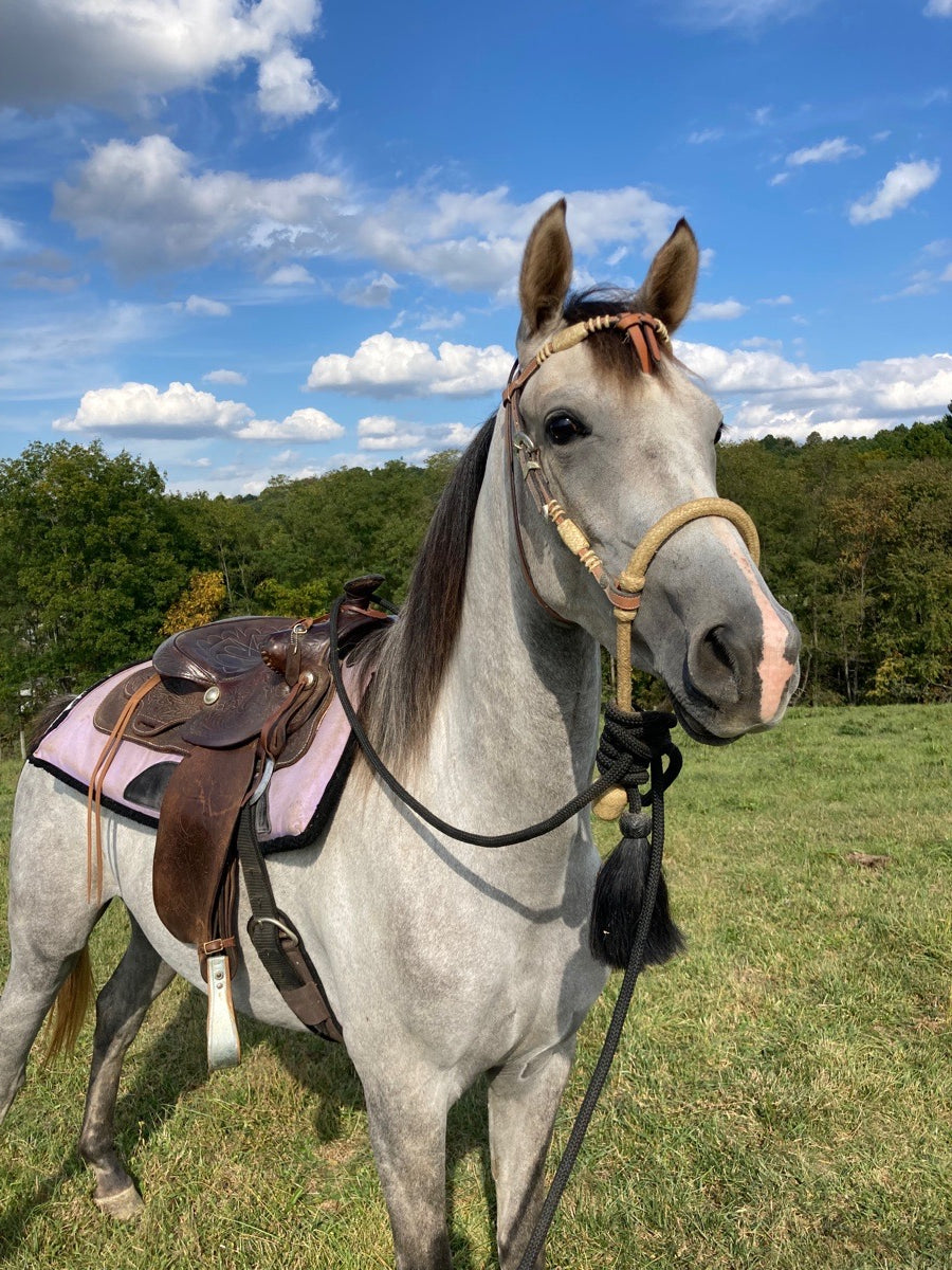 Young Purebred Arabian