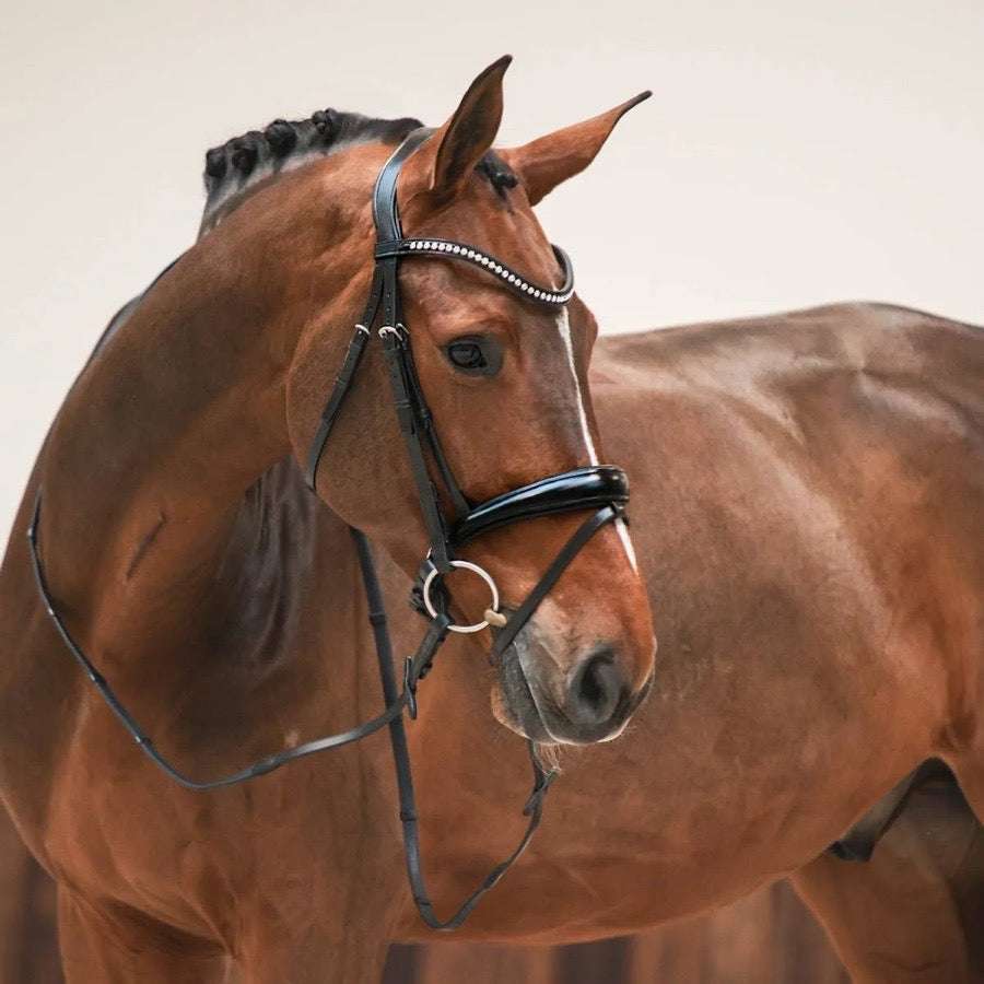 Passier Atlas Bridle