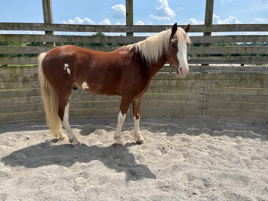 19” Johs. Stubben Krefeld Saddle