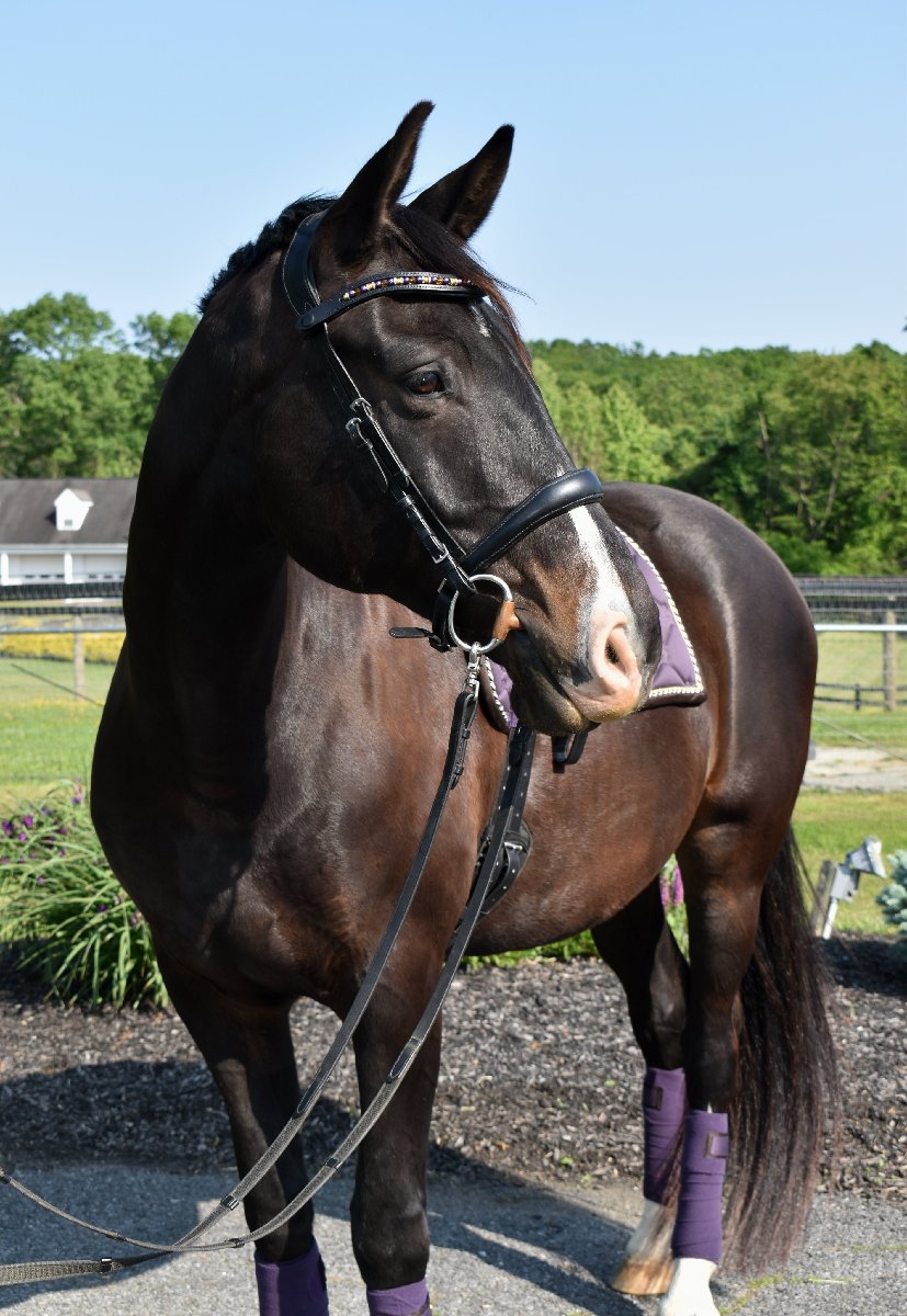 Custom Padded Snap Browbands