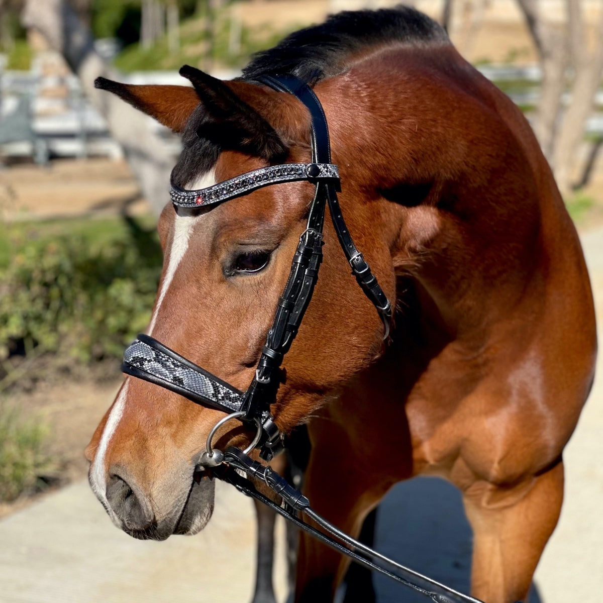 Halter Ego Limited Edition Medusa Snaffle Bridle NO FLASH