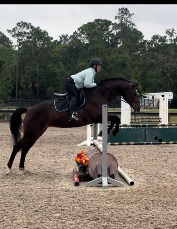 11 year old Oldenburg Mare for lease