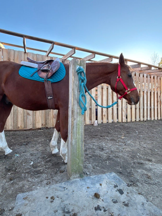 WEATHERBEETA Teal dover saddlery saddle pad