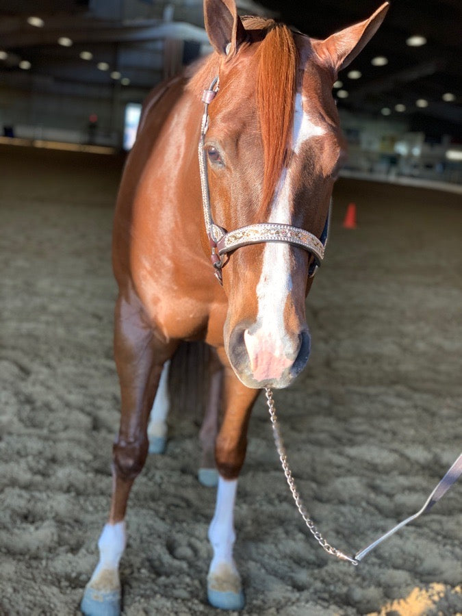 CWD Bridle and Reins