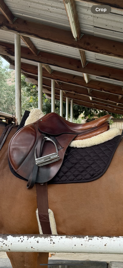 2009 16.5” Antares Jumping Saddle