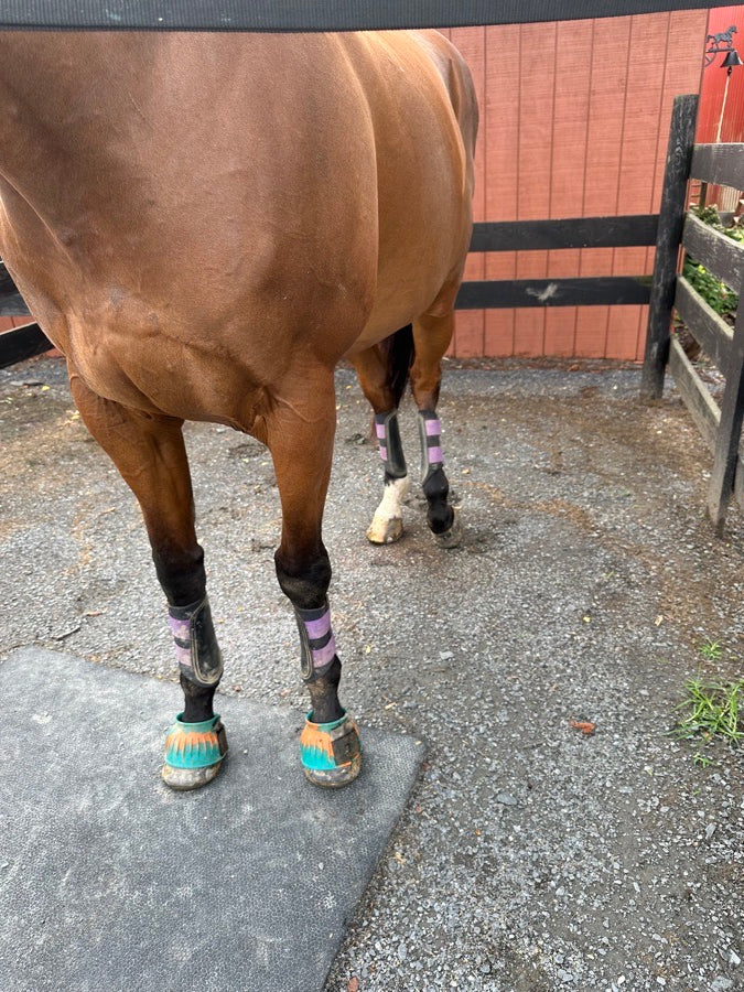 Full set Woof Wear brushing boots